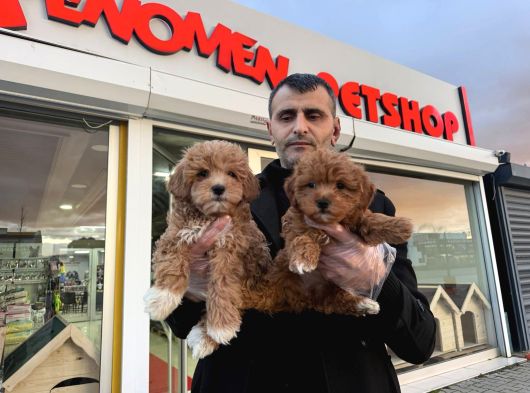 Süper Kali̇te Malti̇poo Yavrulr Ankara Mağazamizda Görn görsel