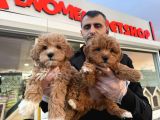 Süper Kali̇te Malti̇poo Yavrulr Ankara Mağazamizda Görn