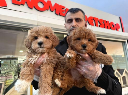 Süper Kali̇te Malti̇poo Yavrulr Ankara Mağazamizda Görn