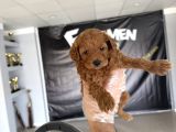 Süper Kali̇te Malti̇poo Yavrulr Ankara Mağazamizda Görn