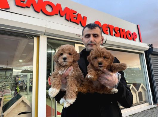 Süper Kali̇te Malti̇poo Yavrulr Ankara Mağazamizda Görn görsel