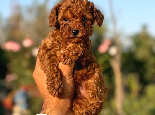 TEACUP KOREA POODLE KG GARANTİLİ ASILI ÇİS EGİTİMLİ SAFKAN