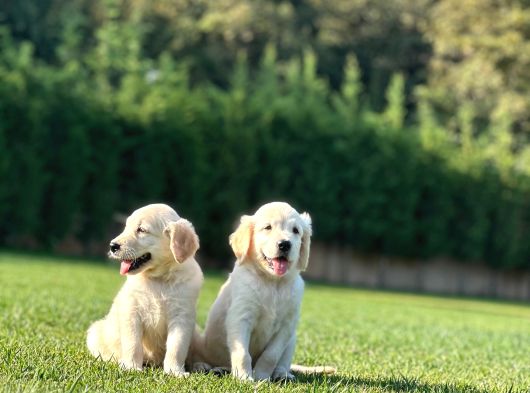 Bi̇r Bi̇ri̇nden Güzel Eği̇ti̇mli̇ Golden Retriever Yavrulari görsel