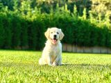 BİR BİRİNDEN GÜZEL EĞİTİMLİ GOLDEN RETRIEVER YAVRULARI