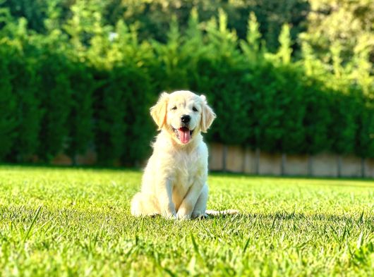 Bi̇r Bi̇ri̇nden Güzel Eği̇ti̇mli̇ Golden Retriever Yavrulari