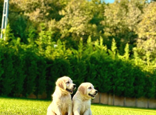 Bi̇r Bi̇ri̇nden Güzel Eği̇ti̇mli̇ Golden Retriever Yavrulari görsel