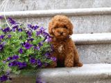 İstanbul köpek çiftliği her boy Toy POODLE YAVRULAR