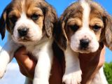 Kaliteli Kan Hattı Beagle Yavrularımız
