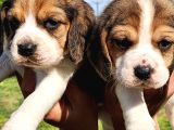 Kaliteli Kan Hattı Beagle Yavrularımız