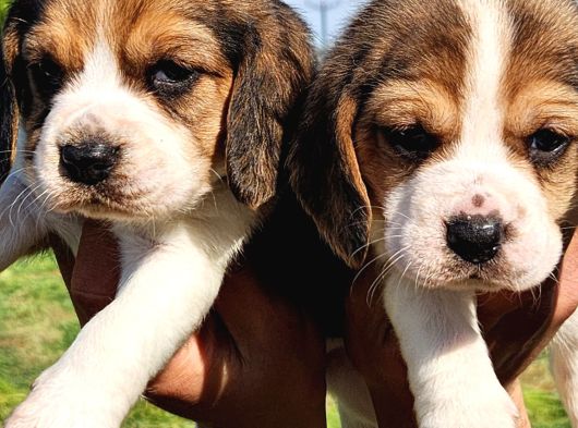 Kaliteli Kan Hattı Beagle Yavrularımız görsel