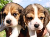 Kaliteli Kan Hattı Beagle Yavrularımız