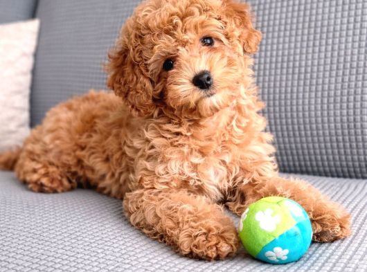 Istanbul Köpek Çi̇ftli̇ği̇ Gerçek Malti̇poo Yavrular