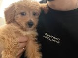 Ücretsi̇z Malti̇poo Bebek