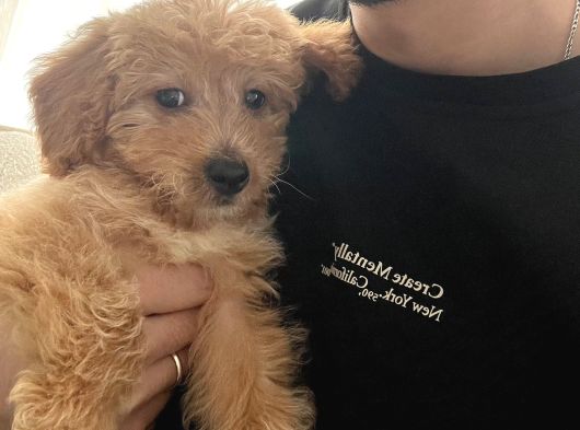 Ücretsi̇z Malti̇poo Bebek görsel