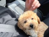 Ücretsi̇z Malti̇poo Bebek