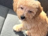 Ücretsi̇z Malti̇poo Bebek