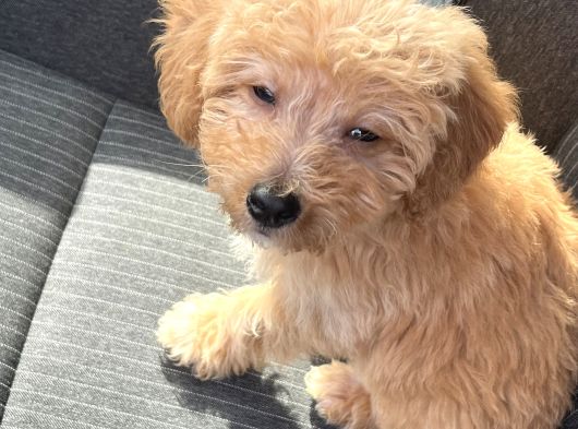 Ücretsi̇z Malti̇poo Bebek görsel