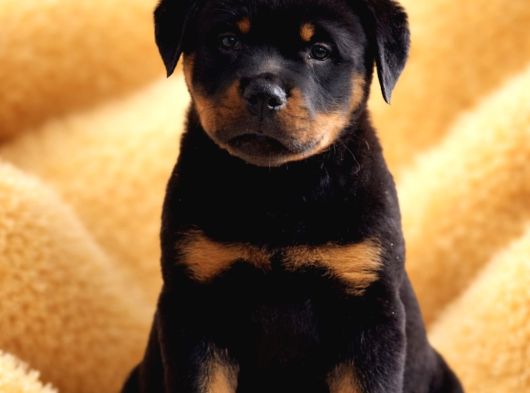 Dev Gibi Koca Kafalı Rottweiler Yavrular görsel