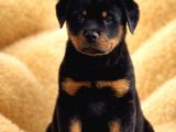 Dev Gibi Koca Kafalı Rottweiler Yavrular