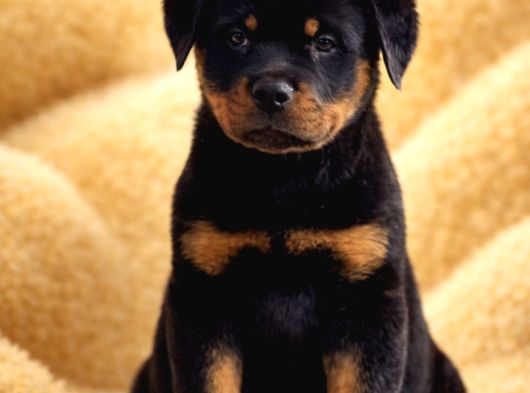 Dev Gibi Koca Kafalı Rottweiler Yavrular