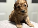 Poodle Bebeklerimiz