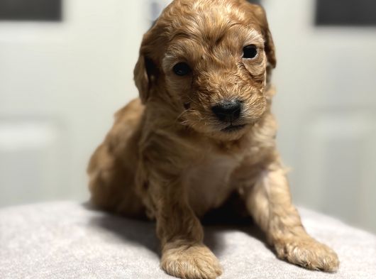 Poodle Bebeklerimiz görsel