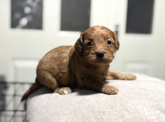 Poodle Bebeklerimiz görsel