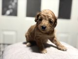 Poodle Bebeklerimiz