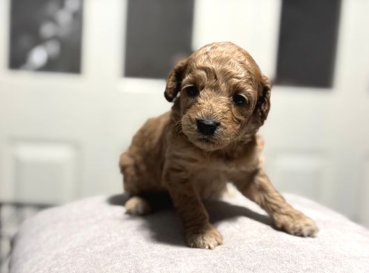 Poodle Bebeklerimiz görsel