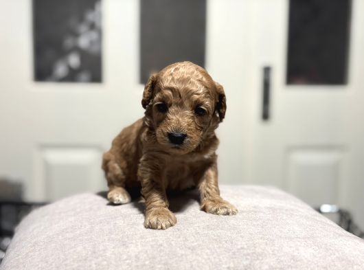Poodle Bebeklerimiz