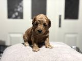 Poodle Bebeklerimiz Rezerveye Açık