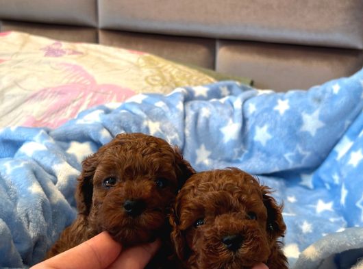 Evdoğumu Poodle Bebeklerim görsel