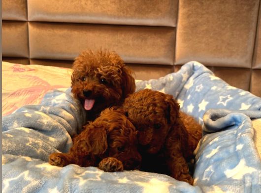 Evdoğumu Poodle Bebeklerim görsel