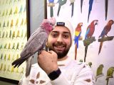 GALLAH GÜL KAKADU PAPAĞANIMIZ EĞİTİMLİ EVCİL KONUŞAN