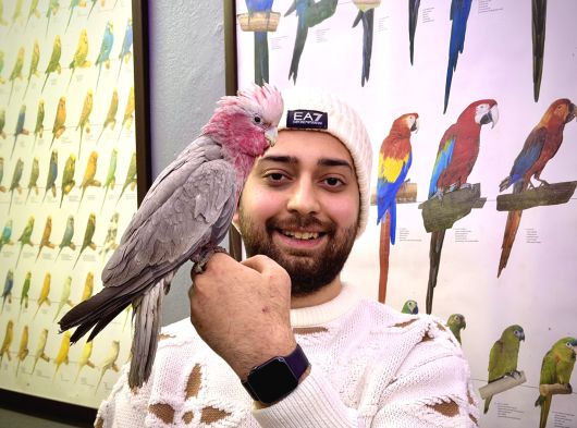 Gallah Gül Kakadu Papağanimiz Eği̇ti̇mli̇ Evci̇l Konuşan