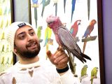 Gallah Gül Kakadu Papağanimiz Eği̇ti̇mli̇ Evci̇l Konuşan