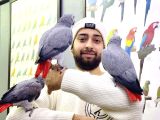 Üst Düzey Konuşan Eği̇ti̇mli̇ Jako Papağanlarimiz