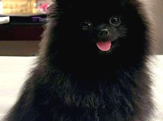 Siyah Renk Pomeranian Yavrular görsel
