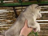 Muhteşem Renk Husky