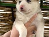 Muhteşem Renk Husky