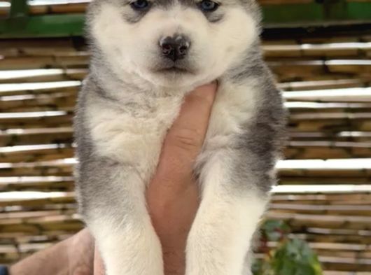 Renk Dağılımı Efsane Olan Husky Yavrularım