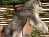 Renk Dağılımı Efsane Olan Husky Yavrularım