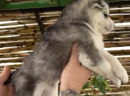 Renk Dağılımı Efsane Olan Husky Yavrularım görsel