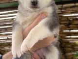Renk Dağılımı Efsane Olan Husky Yavrularım