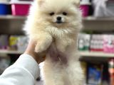 Kartopu Pomeranian Boo Yavrularımız