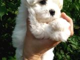 Dünya Tatlisi Mini Maltese Terri̇er Yavrulari İstanbul