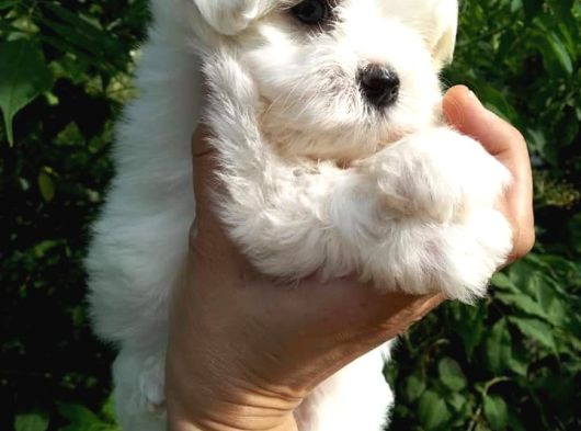 Dünya Tatlisi Mini Maltese Terri̇er Yavrulari İstanbul görsel