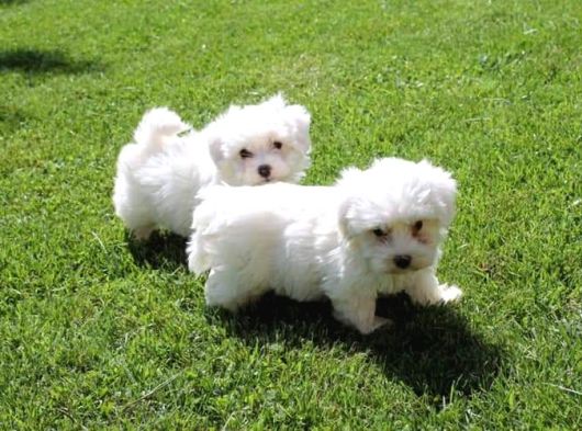 DÜNYA TATLISI MINI MALTESE TERRİER YAVRULARI İSTANBUL