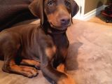 SCRLİ FULL AŞILI KIZIL DOBERMANSLAR