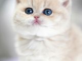 Buz mavisi gözleriyle Golden British Shorthair yavrumuz